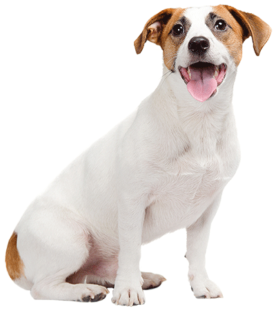 Emmett for Dogs by Glenis Lawler